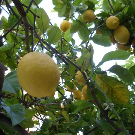 Casa de hóspedes Celo Garden