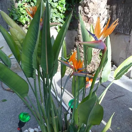 Celo Garden Casa de hóspedes Peguera