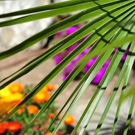 Celo Garden Guest house Peguera